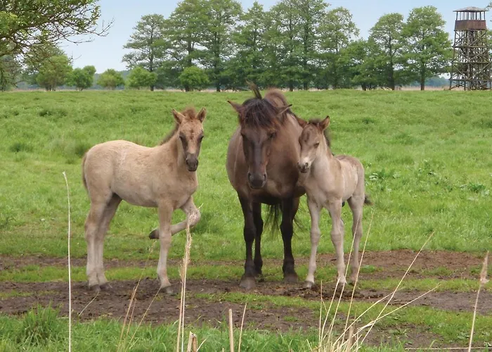 Amazing In With Kitchen
